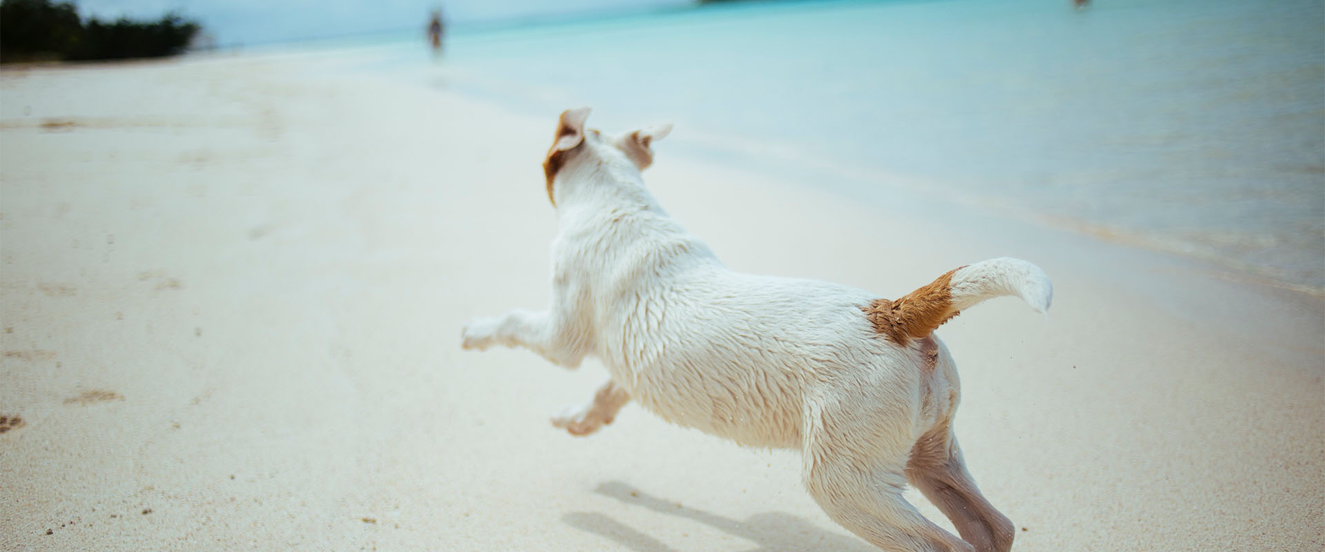 Flying to Maui with your pets?